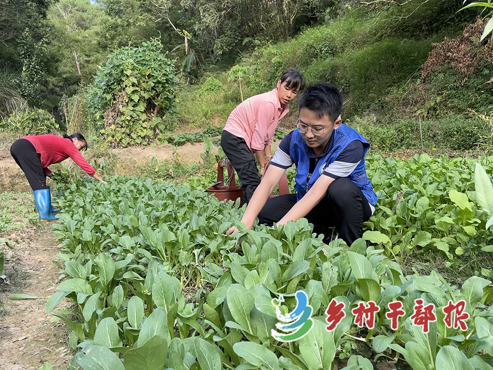 選調(diào)生陳浩銘配圖(陳浩銘（右一）幫村民摘菜。2.jpg